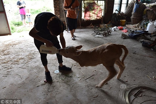 Kỳ lạ con bê mới sinh chỉ có 2 chân