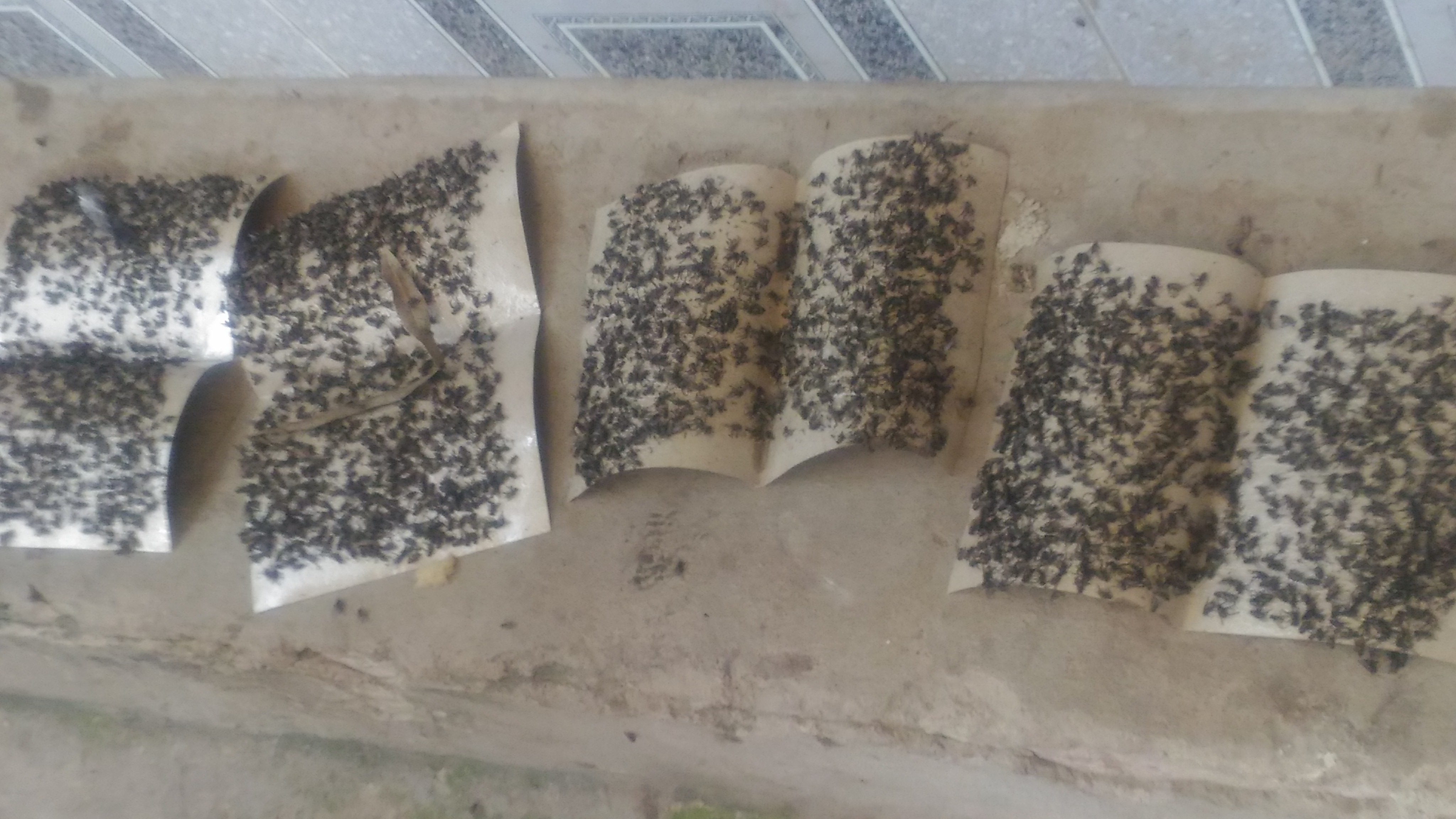 Tuyên chiến với “giặc ruồi” sau vụ cháy Công ty Kwong Lung – Meko