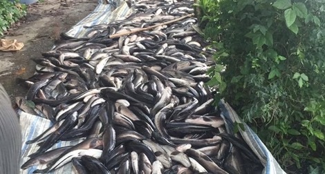 Điều tra vụ cá lóc chết nghi bị đầu độc ở Kiên Giang