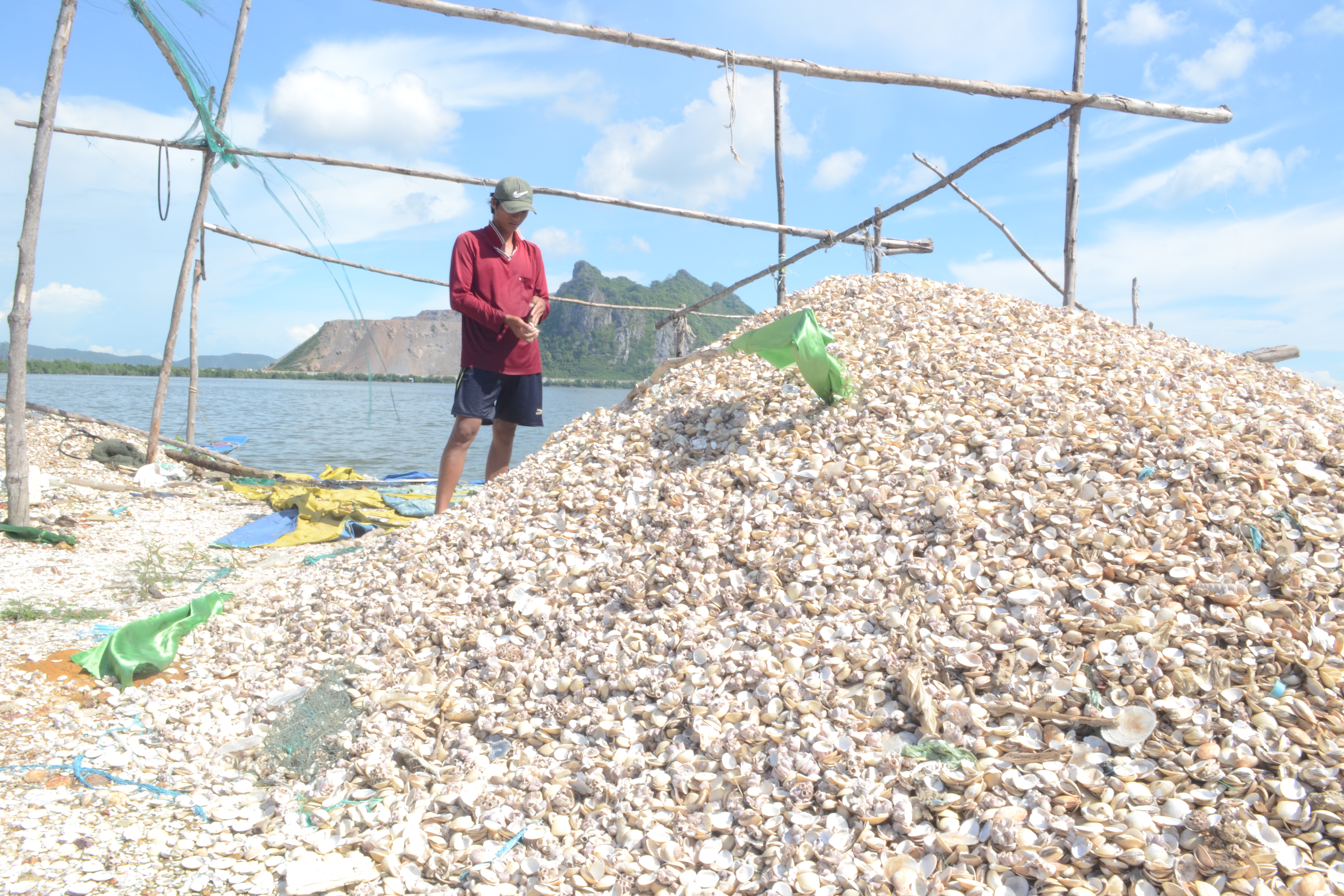 Chưa rõ nguồn gốc độc tố khiến hải sản chết ở Kiên Giang