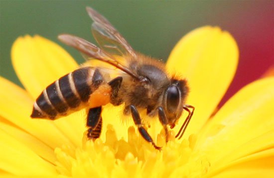 Cứu sống hai anh em bị ong đốt trên 130 mũi