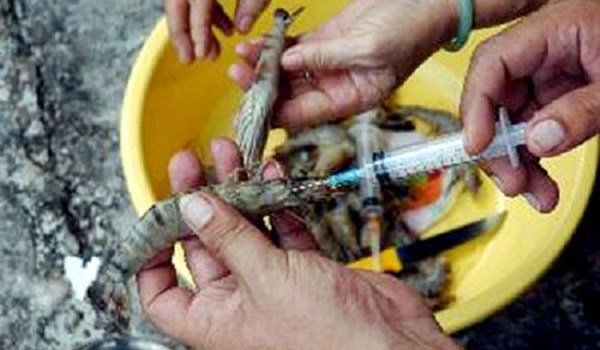 Bắt quả tang một cơ sở bơm tạp chất vào tôm ở Bạc Liêu