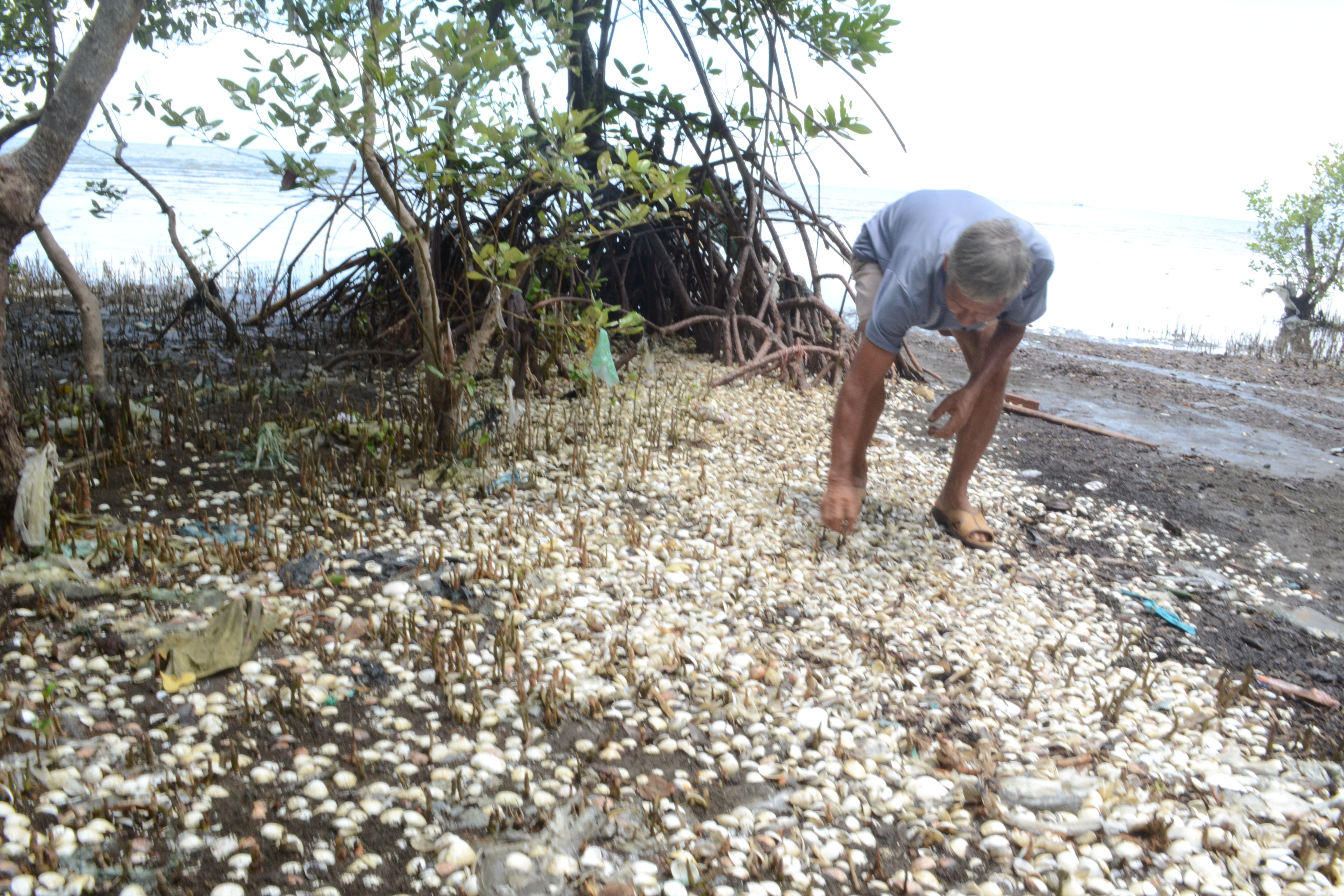 Hải sản chết ở Kiên Giang có thể do hiện tượng tảo nở hoa