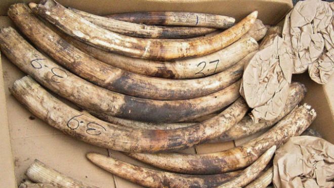 Tạm giữ 49 thùng hàng nghi là ngà voi