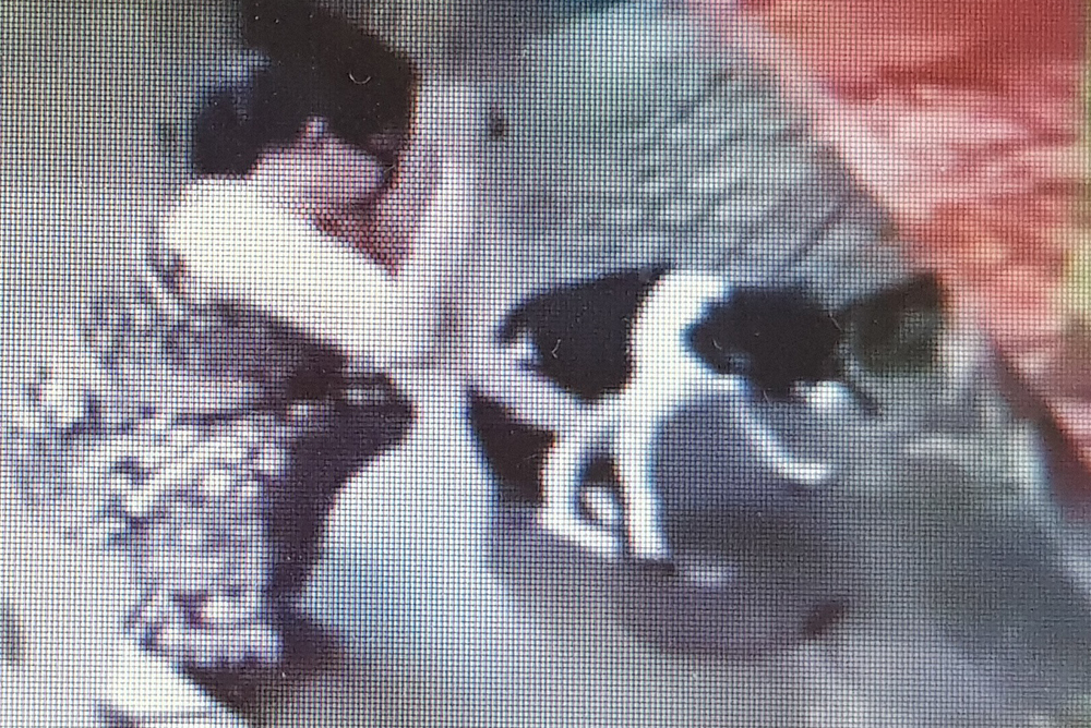 Tìm ra người phụ nữ chặt chân chó gây phẫn nộ