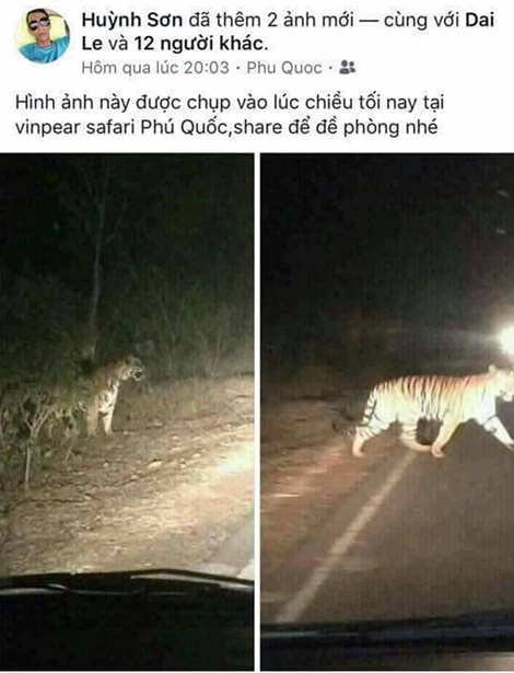 Thông tin hổ xổng chuồng ở Phú Quốc là bịa đặt