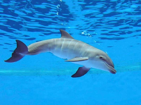 Người dân Cà Mau “hộ tống” cá heo ra biển