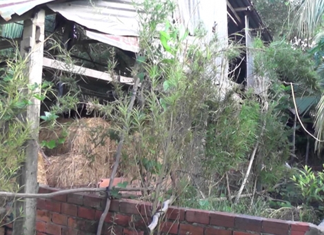 Bắt quả tang một nông dân trồng cây cần sa trong ruộng ngô