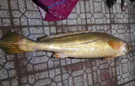 Cá đường quý hiếm “dính đáy” ngư dân Cà Mau