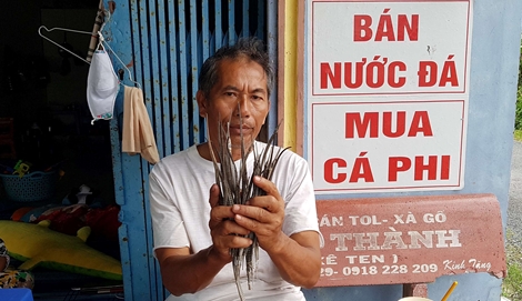 Thương lái Hải Phòng săn lùng cá ngựa xương ở Cà Mau