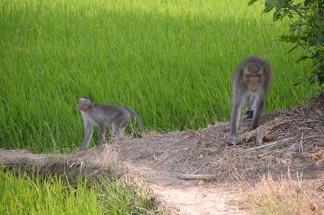 Bầy khỉ hoang đại náo, cả ấp "mất ăn mất ngủ"