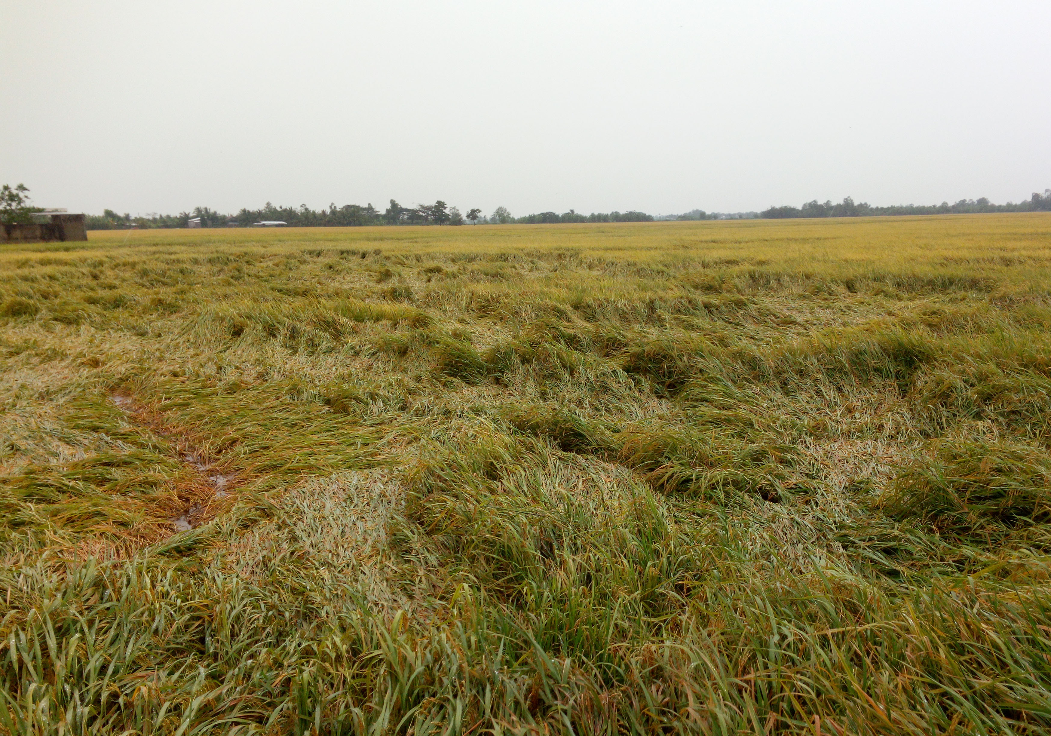 Do ảnh hưởng bão, trên 1.000 héc-ta lúa ở Sóc Trăng bị đổ