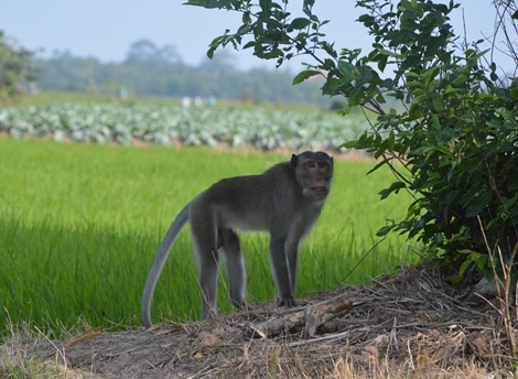 Khỉ hoang lại cắn người ở Sóc Trăng