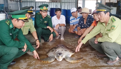 Cà Mau thả cá thể rùa biển nặng 40 kg về tự nhiên 