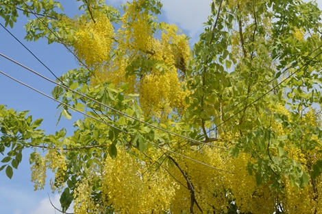 Những con đường ngập sắc hoa ở Sóc Trăng 