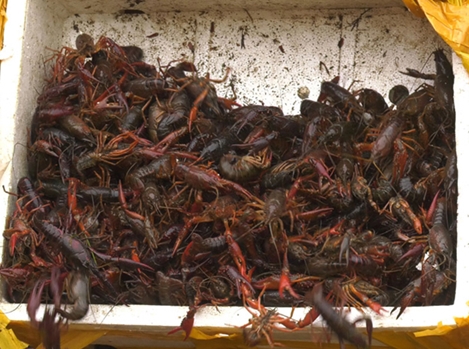 Cà Mau tăng cường kiểm soát tôm càng đỏ