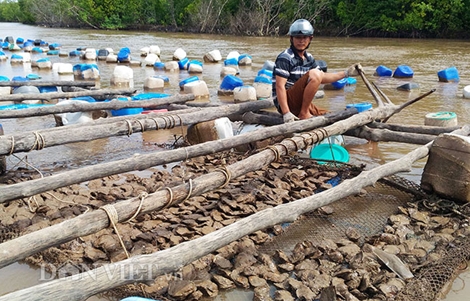 Xuất hiện tình trạng mất trộm hàu nuôi