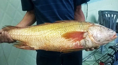 Ngư dân Đất Mũi bắt được 2 con cá nghi sủ vàng quý hiếm 