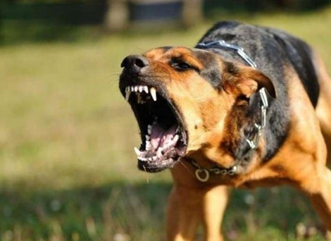 Hai người tử vong do bị chó cắn nhưng không tiêm ngừa