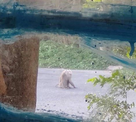 Sáu người bị khỉ cắn ở Sóc Trăng