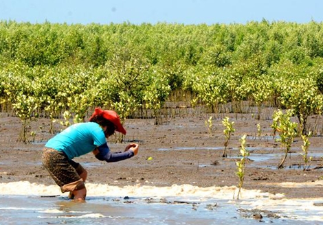 Xác minh thông tin kêu gọi trồng rừng ngập mặn ở Cà Mau