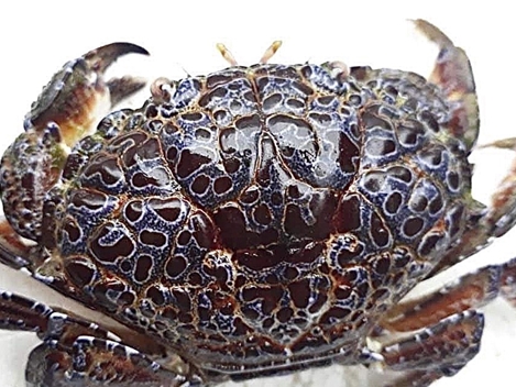 Người đàn ông suýt mất mạng do ăn cua lạ 