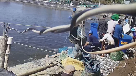 Dàn cảnh để trộm tôm của nông dân lúc thu mua