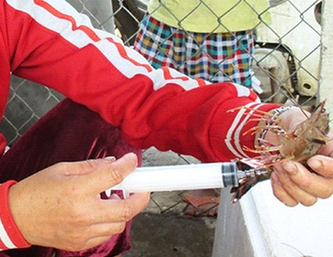 Bị phạt 60 triệu đồng do vận chuyển tôm chứa tạp chất 