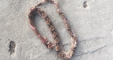 Hai người cùng xóm suýt mất mạng do rắn chàm quạp cắn 