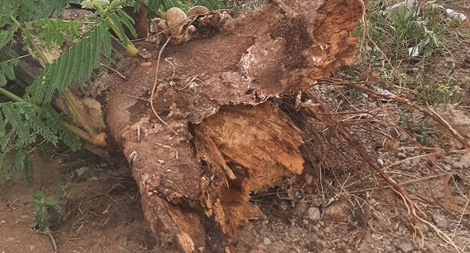 Đi làm về, nữ điều dưỡng bị cây đổ trúng người tử vong