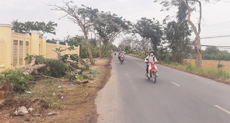 Xem xét trách nhiệm vụ cây phượng đổ đè chết nữ điều dưỡng  