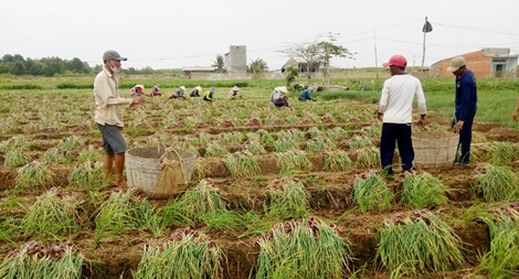 Sóc Trăng kêu gọi giải cứu 50.000 tấn hành tím