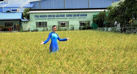 Tiếp tục mang gạo ST24 và ST25 đi thi 