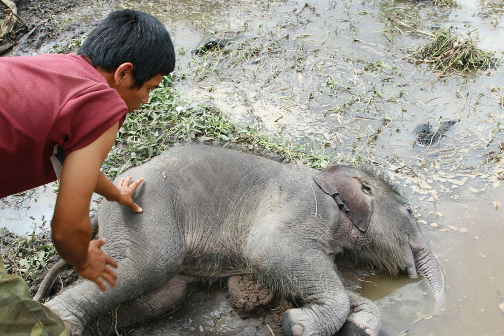 Lại phát hiện voi con chết trong Vườn Quốc gia Yok Đôn