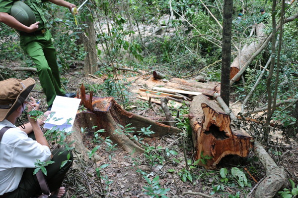 Bắt nhóm “lâm tặc” đốn hạ gỗ quý trong khu bảo tồn