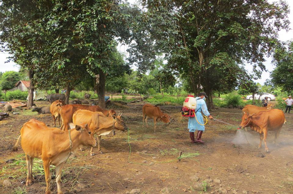 Xuất hiện dịch lở mồm long móng trên đàn gia súc