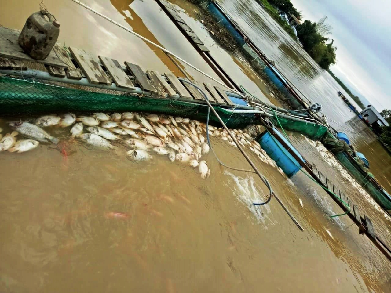 Nông dân lại khóc ròng khi hàng trăm tấn cá lồng chết bất thường