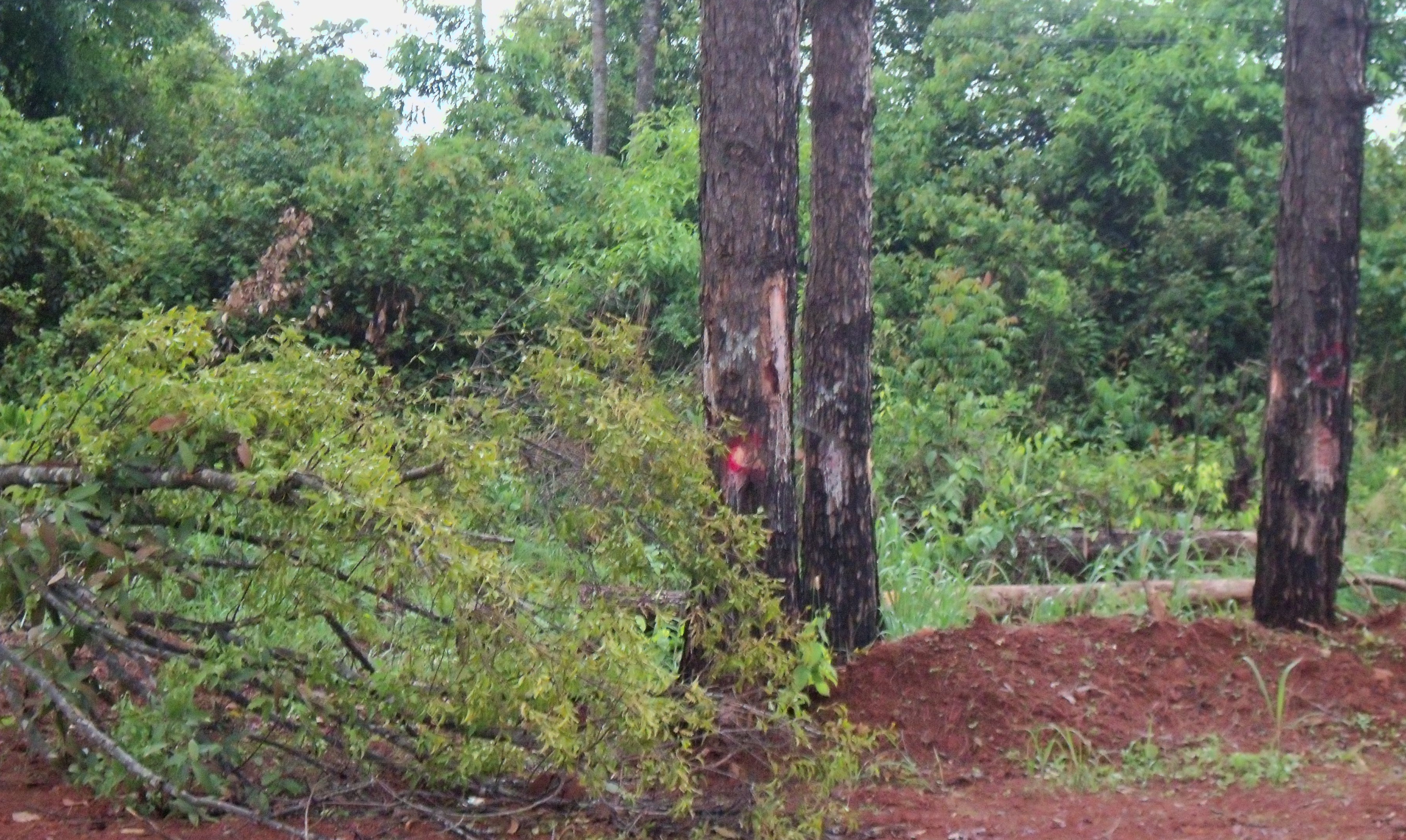 Chủ tịch xã nhận tiền bảo kê cho phá rừng ở Đắk Nông