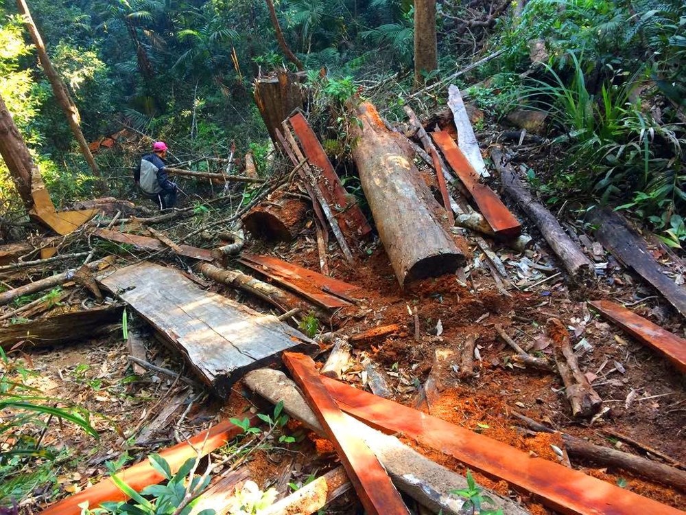 Để mất rừng, hàng loạt cán bộ bị kỷ luật