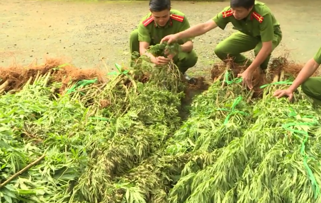 Thuê rẫy để trồng cần sa