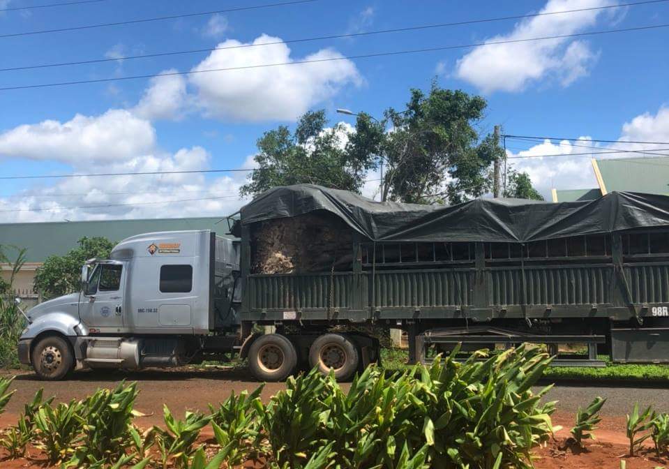 Lại phát hiện container vận chuyển cây gỗ “khủng” ra Bắc