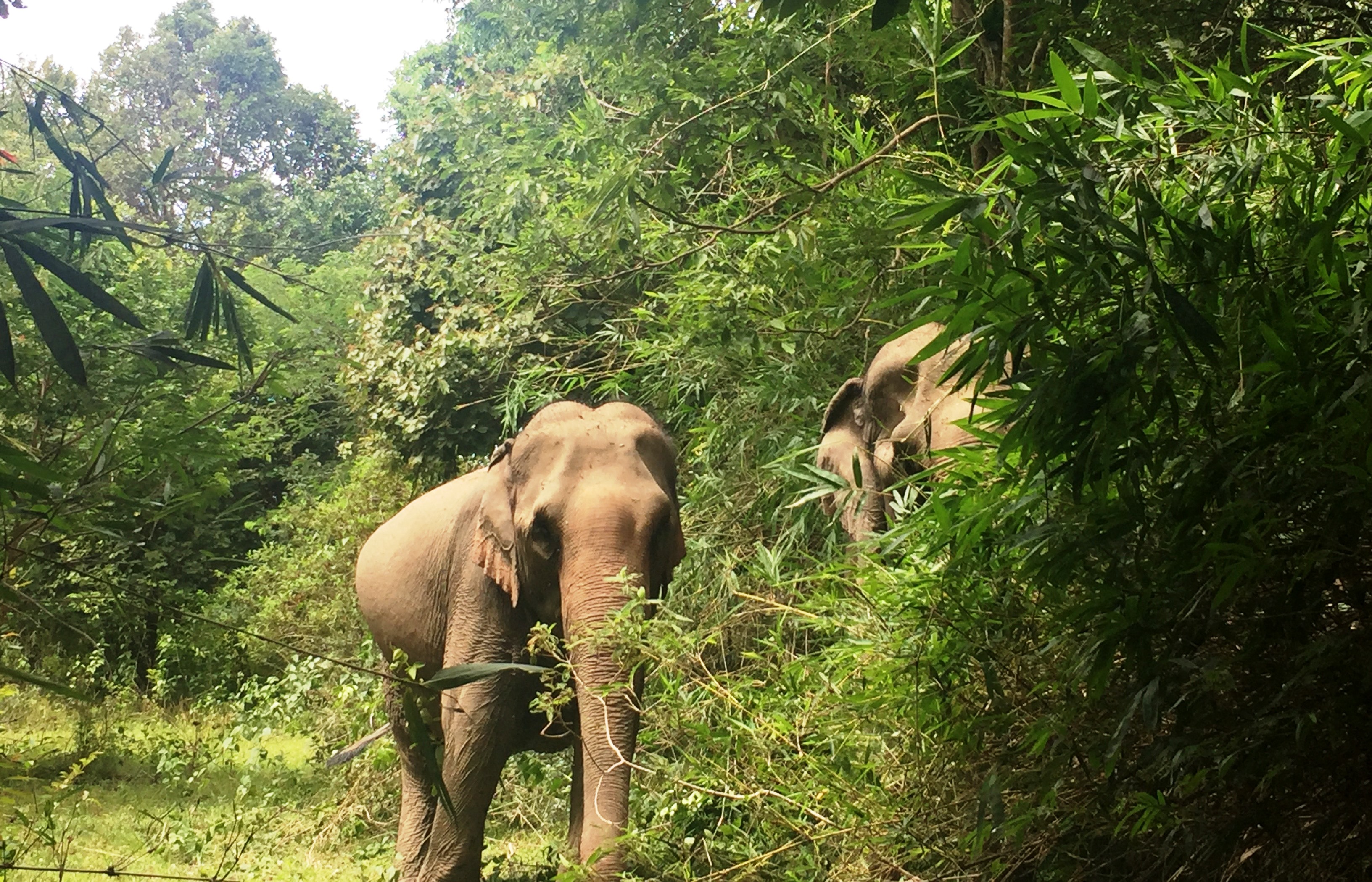 Tổ chức Động vật châu Á tài trợ kinh phí để bảo tồn voi