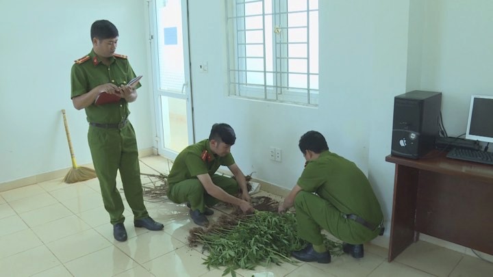 Phát hiện hàng trăm cây cần sa trong rẫy nhà dân