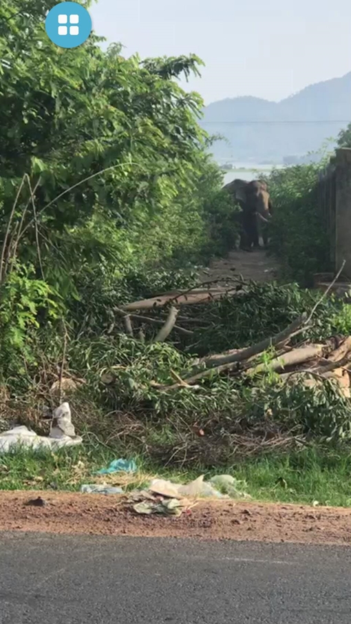 Voi nhà xổng chuồng húc chết người rồi chạy vào rừng