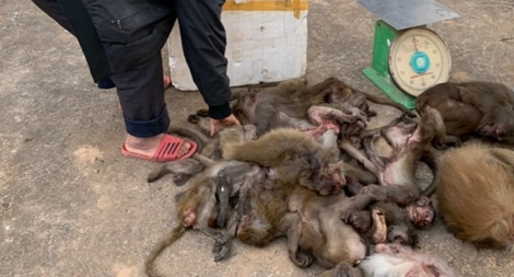 Mua 16 cá thể khỉ về bán kiếm lời thì bị bắt