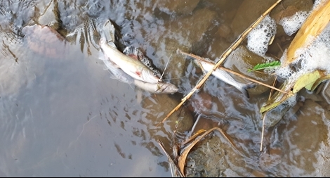 Bất thường cá chết hàng loạt trên suối