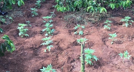 Hàng trăm cây cần sa trồng trong rẫy vắng