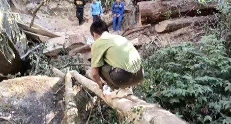 Truy tố 5 lâm tặc đốn hạ gỗ rừng trái phép