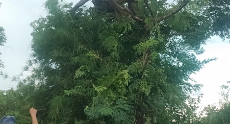 Đi hái lá cho dê ăn, một phụ nữ bị điện giật tử vong