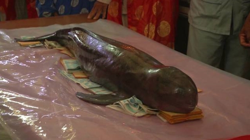 Tiền Giang chôn cất cá Ông bị mắc lưới trên biển